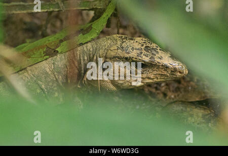 Lizard versteckt im Dschungel, Tambopata Nationalpark, peruanischen Amazonas Stockfoto