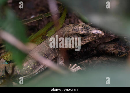 Lizard versteckt im Dschungel, Tambopata Nationalpark, peruanischen Amazonas Stockfoto