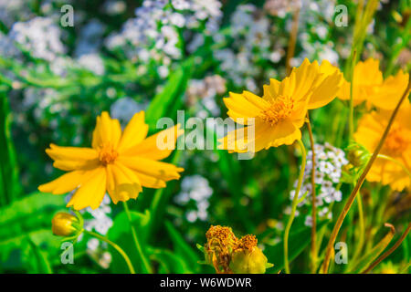 Schöne gelbe Blumen in Thailand-Tree Ringelblume Stockfoto