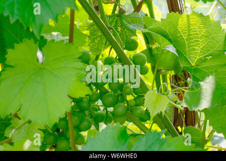 Grüne Trauben wachsen auf Reben im Frühsommer. Eine Reihe von grünen unreifen Trauben mit Blättern. Stockfoto