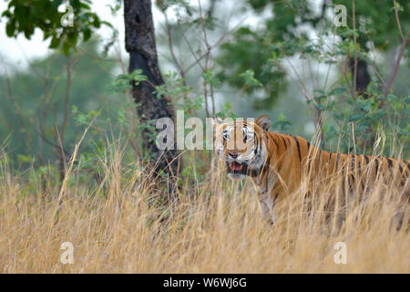 Bengal Tiger vom Central - Indische Landschaft Stockfoto