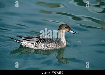 NORTHERN PINTAIL DUCK Anas acuta männlich in Eclipse Gefieder Stockfoto