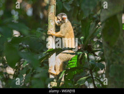 Eichhörnchen Affe im Dschungel im Tambopata Reservat, peruanischen Amazonas Stockfoto