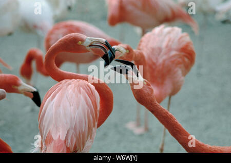 Karibik oder rosa Flamingos Phoenicopterus ruber ruber Paar zeigt Entfernung anzeigen Stockfoto