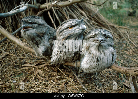 ​TAWNY FROGMOUTH Podargus strigoides Gruppe der flügge gewordenen jungen Stockfoto