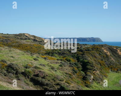 Blick über offene Tasmanischen Meer zur Insel Mana von Whiteria Regional Park. Grünen Ginster und Gras bedeckten Hügeln im Vordergrund. Stockfoto