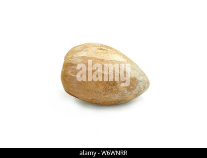 Von der Avocado Knochen. Avocado seed auf weißem Hintergrund. Stockfoto