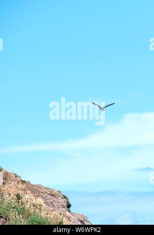 Papageitaucher (Fratercula arctica), Skomer, Pembrokeshire, Wales Stockfoto