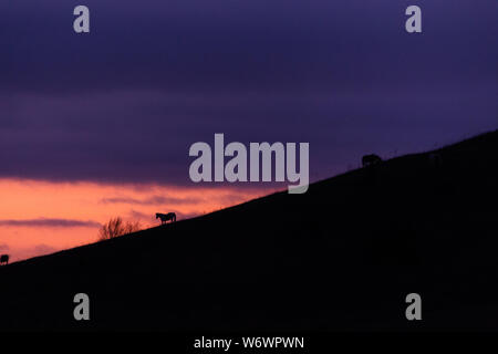 Ferner Pferde Silhouetten über Berge gegen einen schönen farbigen Himmel bei Dämmerung Stockfoto