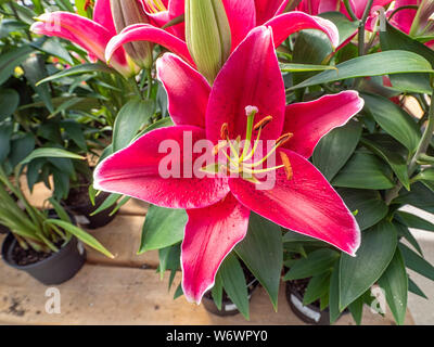 Beeindruckende Nahaufnahme eines Stargazer Lilie Blume in der Sonne Stockfoto