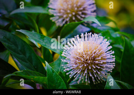 Neolamarckia cadamba - kadam oder Kadambo Blüten ist eine Regenzeit Blume in Bangladesch Stockfoto