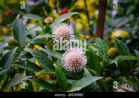 Neolamarckia cadamba - kadam oder Kadambo Blüten ist eine Regenzeit Blume in Bangladesch Stockfoto