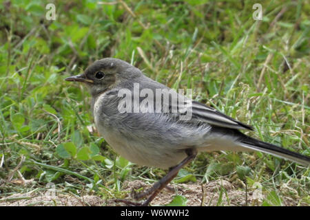 Bachstelze (Motacilla Alba) ist ein Schmetterling (Tagfalter) aus der Familie Motacillidae, die auch pipits und longclaws. Ein jugendlicher Vogel. Stockfoto