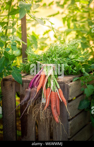 Mischung aus gesundes Gemüse auf alten Holzkiste im Garten Stockfoto