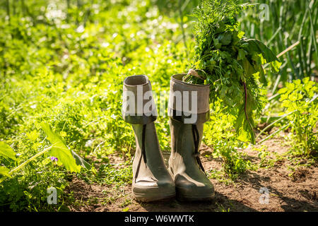 Grünes Gemüse in alten grünen Wellington im Garten Stockfoto