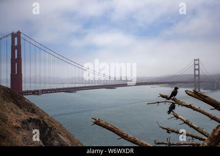 Krähen hocken auf einem Baum auf Marin Headlands mit Golden Gate Bridge im Hintergrund. Stockfoto