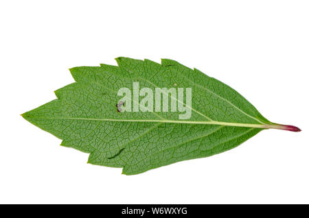 Larven Schädlinge auf einem grünen Blatt auf weißem Hintergrund Stockfoto