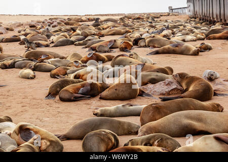 Dichtungen Kolonie in Cape Cross, Namibia Stockfoto