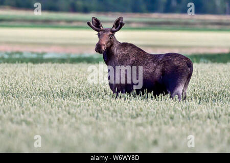 Junge Elch stier Beweidung auf wheatfield Stockfoto