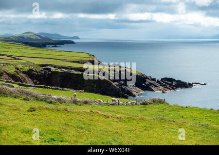 Schroffe Klippen bei Dun Beag auf der Halbinsel Dingle in der Grafschaft Kerry, Republik von Irland Stockfoto