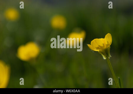 Butter Schale, Ranunculus Repens, Fiore Stockfoto