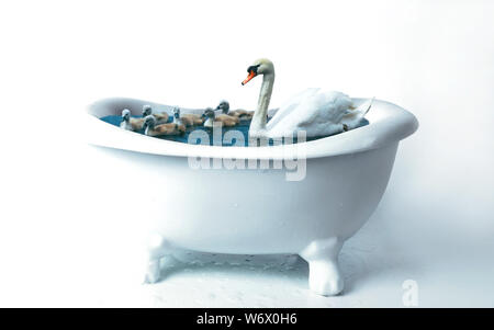 Schwan und Enten schwimmen in einer Badewanne. Stockfoto