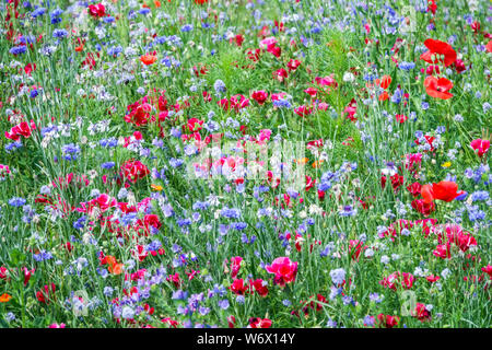 Einjahrespflanzen zur direkten Aussaat in blau-rote Beete und Wiesen, geeignet für Streifen von Mischungen von bunten Blumen Centaurea Clarcia Mohnblumen Godetia Stockfoto