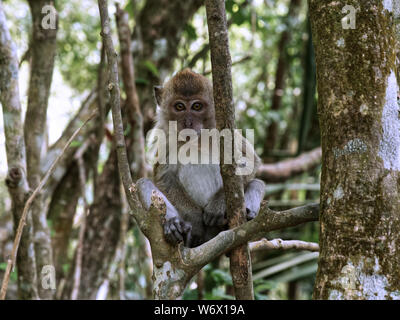 Affen im Dschungel von Penang in Malaysia Stockfoto