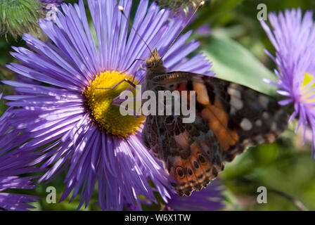 Schmetterling und Blume Stockfoto