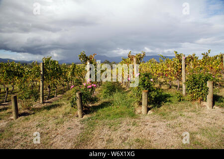 Reben in der Yarra Valley wächst. Die Gegend ist bekannt für seine Weinproduktion durch die hohe Qualität des Bodens. Stockfoto