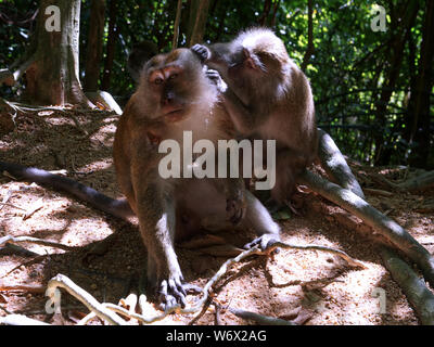 Affen im Dschungel von Penang in Malaysia Stockfoto