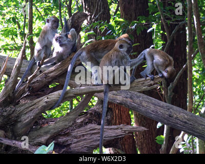 Affen im Dschungel von Penang in Malaysia Stockfoto