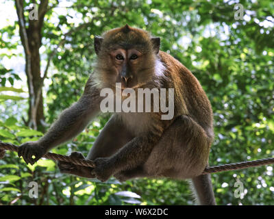 Affen im Dschungel von Penang in Malaysia Stockfoto