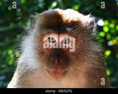 Affen im Dschungel von Penang in Malaysia Stockfoto