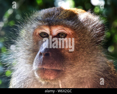 Affen im Dschungel von Penang in Malaysia Stockfoto