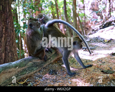 Affen im Dschungel von Penang in Malaysia Stockfoto