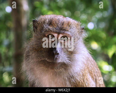 Affen im Dschungel von Penang in Malaysia Stockfoto