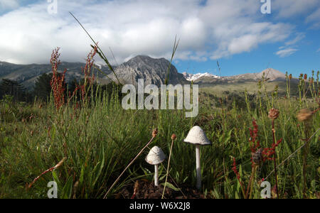 Berg- und Champignons Stockfoto