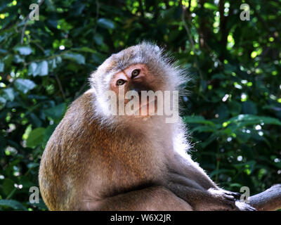 Affen im Dschungel von Penang in Malaysia Stockfoto