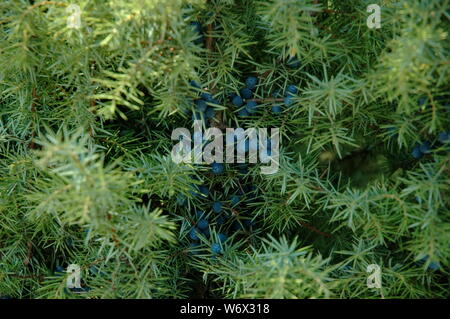 Juniper mit Obst in Plana Berg Bulgarien. Stockfoto