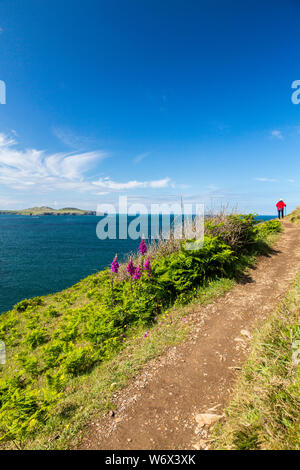 Ein Wanderer auf der Pembrokeshire Coast National Park Küstenweg zwischen Whitesands Bay und St. Davids Kopf, Wales, Großbritannien Stockfoto