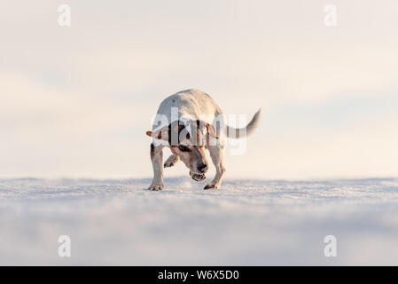 12 Jahre eingefroren Jack Russell Terrier Hund ist zu Fuß über eine verschneite Wiese im Winter. Kleiner Hund hat kalte Füße. Stockfoto