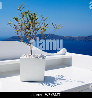 Olivenbaum in einem Baumtopf mit dem Mittelmeer im Hintergrund auf Santorini, Griechenland Stockfoto