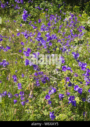 Campanula persicifolia, Pfirsich-leaved Bellflower, in Fülle am richtigen Tag an Hovedoya in Oslo Norwegen gefunden Stockfoto