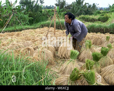 Eine Frau wendet sich die Riemenscheiben der Trocknung bei jatiluwih Reis Terrassen auf der indonesischen Insel Bali Stockfoto