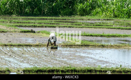 Rückansicht eines Bauern pflanzen Reis auf einem Reisfeld bei tegenungan, Bali Stockfoto