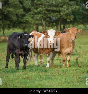 Drei Kühe im Feld Stockfoto