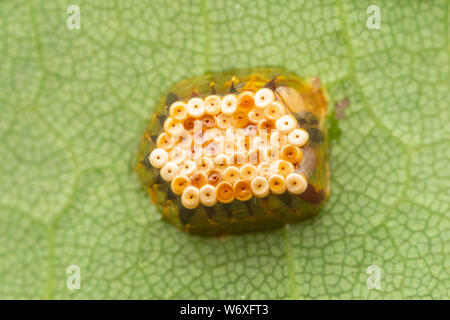 Blassgrün Assassin Bug (Zelus luridus) ei Masse. Stockfoto