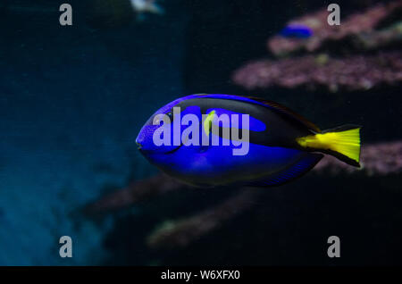 Blue Tang, Paracanthurus hepatus, Regal blue Tang, Palette Doktorfische. Ein beliebter Fisch in Marine Aquarium Stockfoto