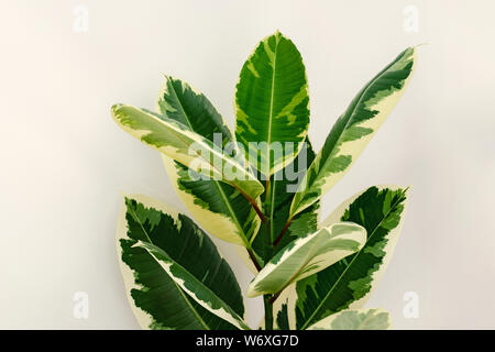 Bunte ficus elastischem Sorten variegata oder Robusta tineke. Anlage mit Trikolore verlässt. Stockfoto